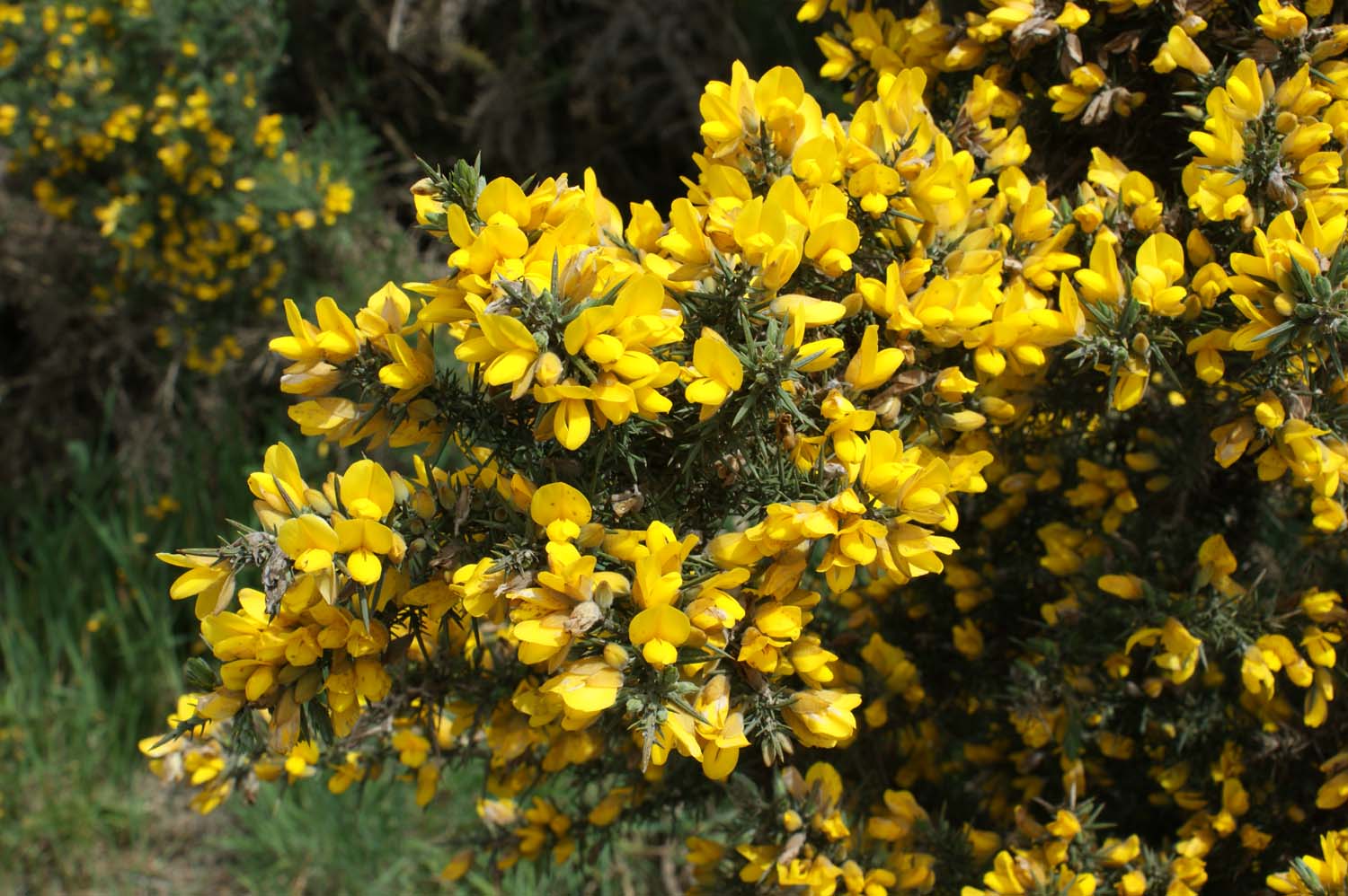 اولکس یوروپئوس - معرفی و راهنمای پرورش و نگهداری گیاهان زینتی فضای باز